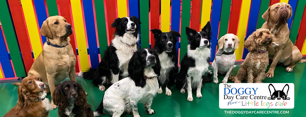 The Doggy Day Care Centre